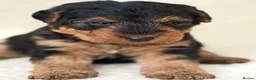 Welsh Terrier dogs for sale: Top quality Welsh terrier puppies  - Advert 4