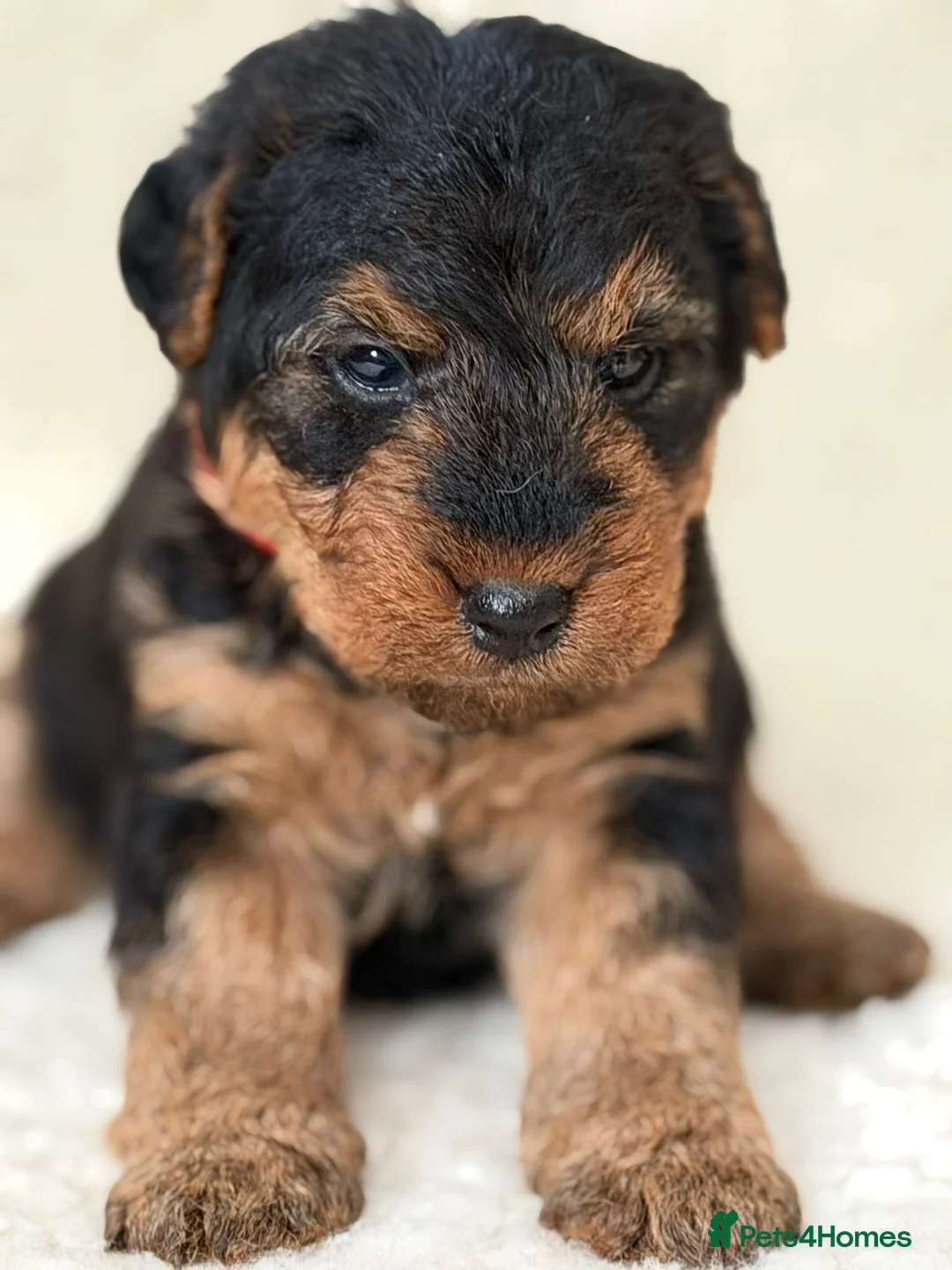 Welsh Terrier dogs for sale: Top quality Welsh terrier puppies  - Advert 4