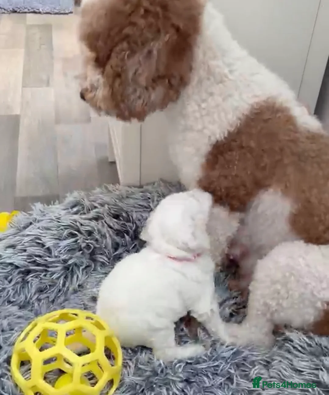 Australian Labradoodle dogs for sale: Miniature Australian Labradoodle Puppies  - Advert 1