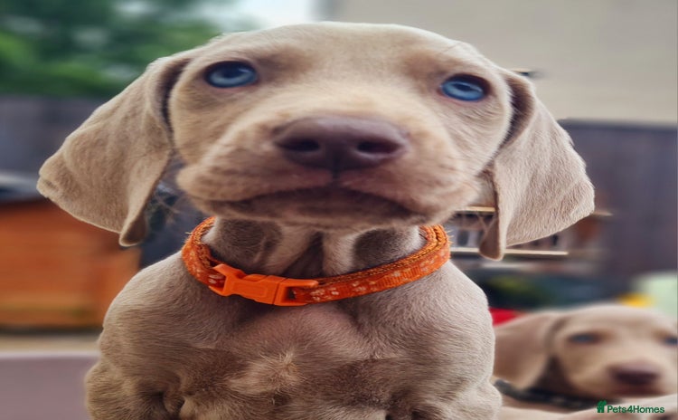 Weimaraner dogs - Advert 1
