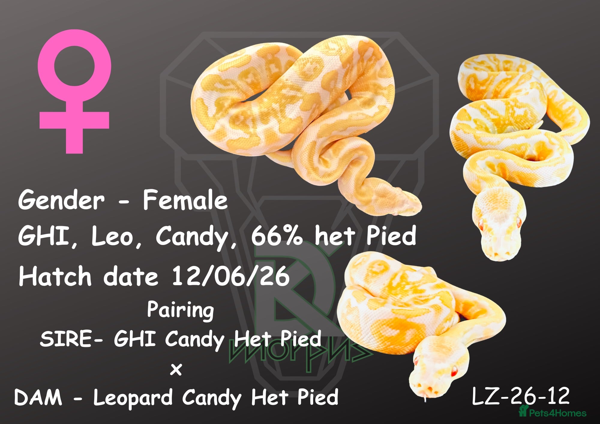 Python Snake reptiles 0.1 GHI Leo Candy 66% het Pied  - Advert 14