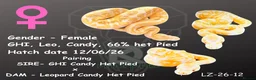 Python Snake reptiles for sale: 0.1 GHI Leo Candy 66% het Pied  - Advert 1
