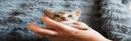 Bengal cats for sale: Silver, Snow Lynx & Brown Rosette Bengals - Advert 15