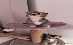 Scottish Fold cats for sale: Scottish fold X Scottish straight  - Advert 16