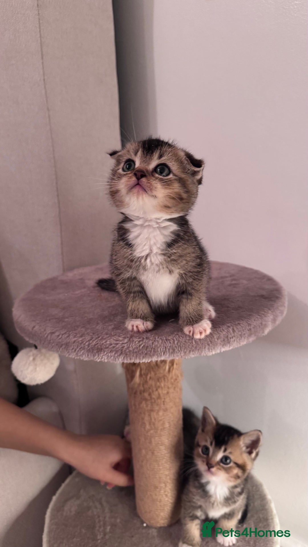 Scottish Fold cats for sale: Scottish fold X Scottish straight  - Advert 16