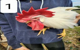 Chickens poultry for sale: Trios of pure bred chicken breeds - Image 10