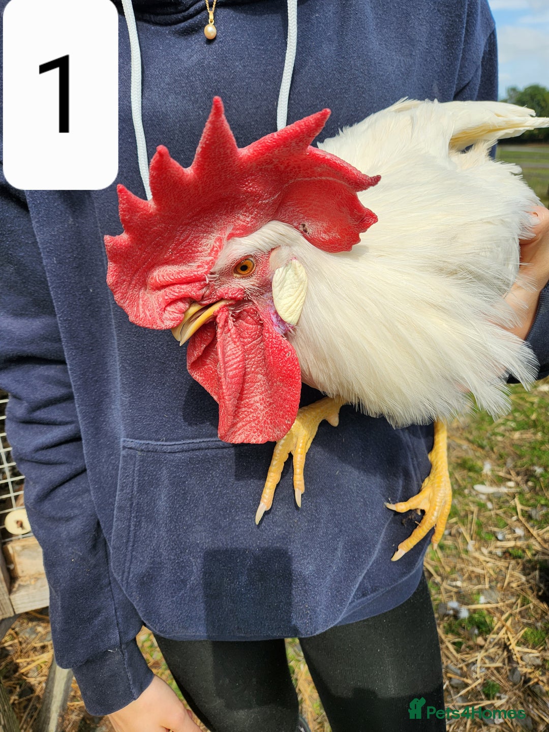 Chickens poultry for sale: Trios of pure bred chicken breeds - Image 10