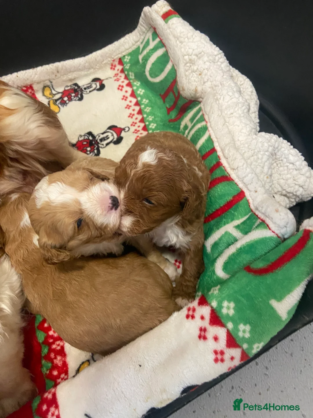 Cavapoo dogs for sale: 3 Gorgeous cavapoos 2male, 1 female  - Advert 4