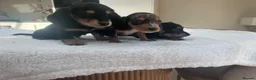 Miniature Dachshund dogs for sale: ****mini dachshunds *** in Nottingham - Advert 24