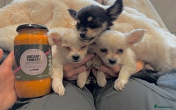 Chihuahua dogs for sale: Small Beautiful Chihuahua Puppies  - Image 1