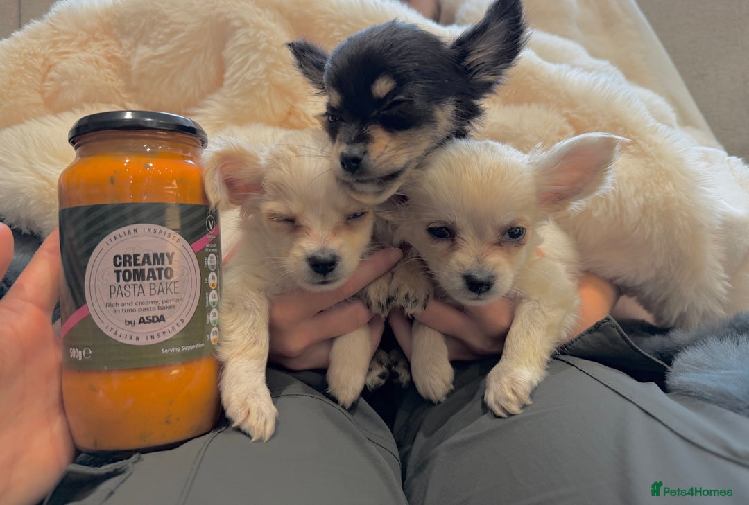 Chihuahua dogs for sale: Small Beautiful Chihuahua Puppies  - Image 1