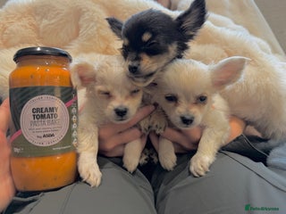 Chihuahua dogs - Advert 1