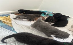 British Shorthair cats for sale: British short hair cross kittens - Image 12