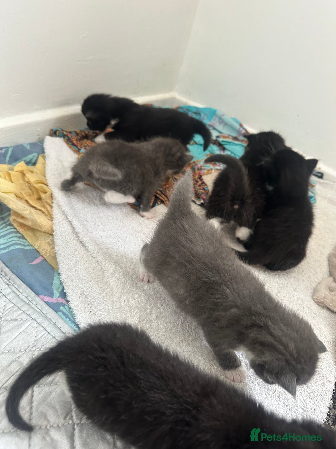 British Shorthair cats for sale: British short hair cross kittens - Image 12