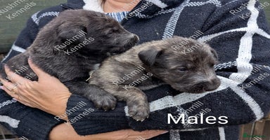 Deerhound dogs Deerhound/Wolfhound pups - Advert 6