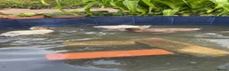 Ducks poultry for sale: Call ducks  in Chulmleigh - Advert 1