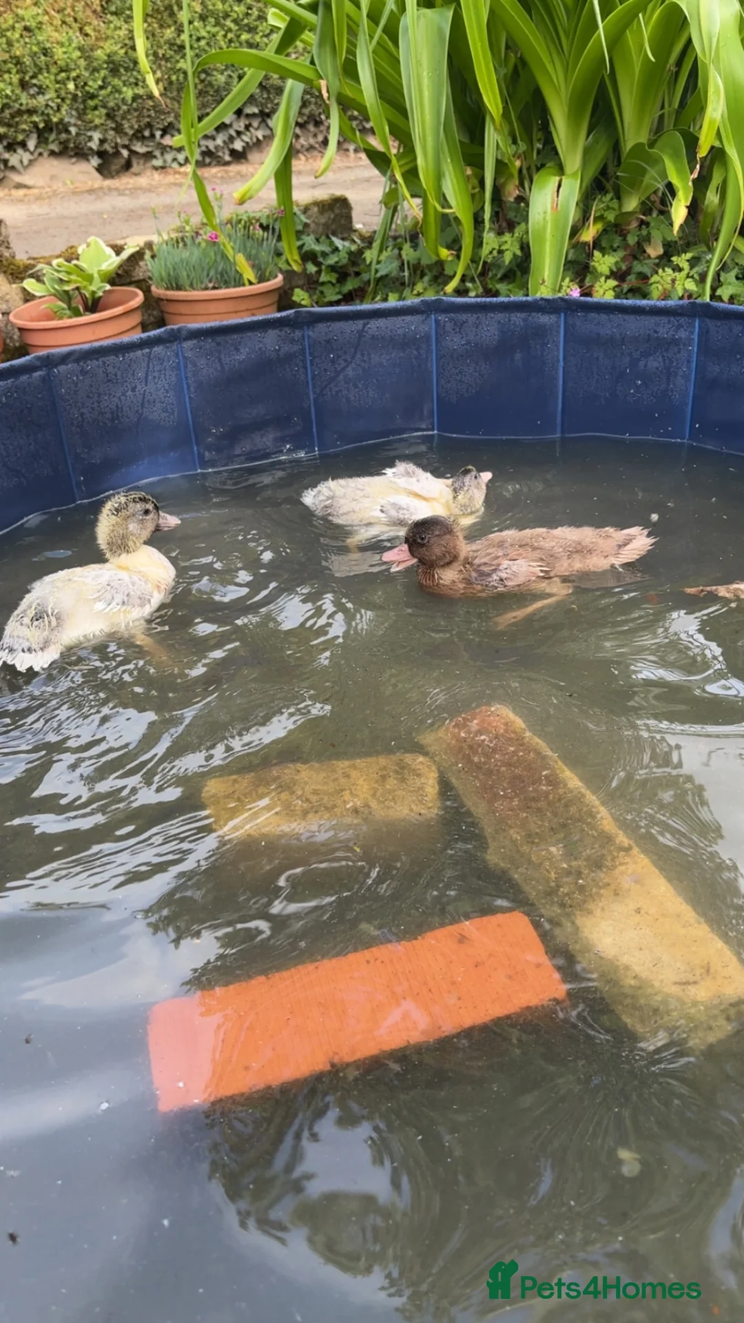 Ducks poultry for sale: Call ducks  in Chulmleigh - Advert 1
