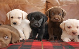 Labrador Retriever dogs for sale: Stunning Health Tested Labrador Puppies - Advert 6