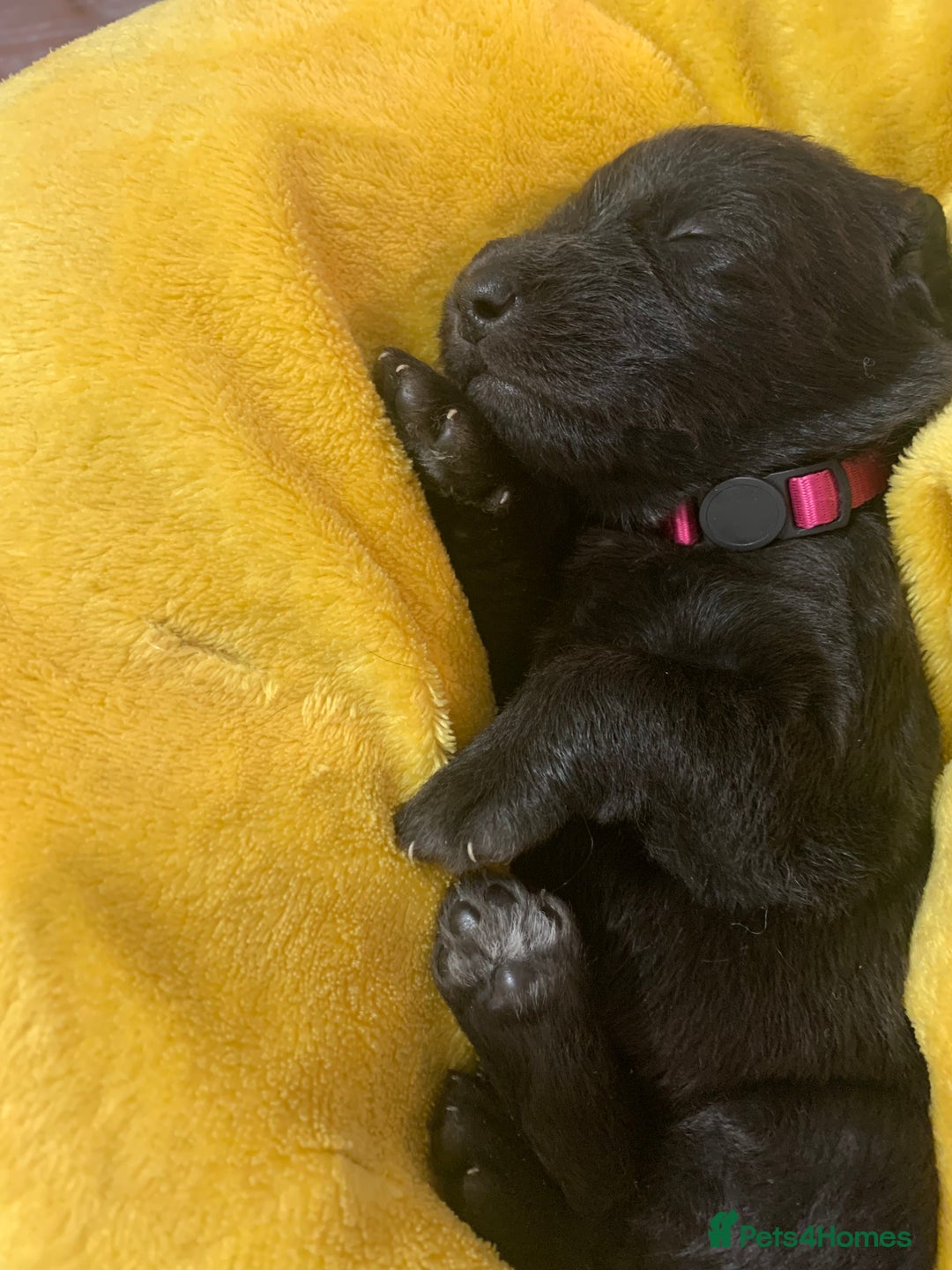 Labradoodle dogs for sale: Adorable Home-Raised F2B Labradoodle Puppies - Advert 13