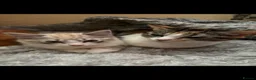 British Longhair cats for sale: Cats for sale - Advert 3