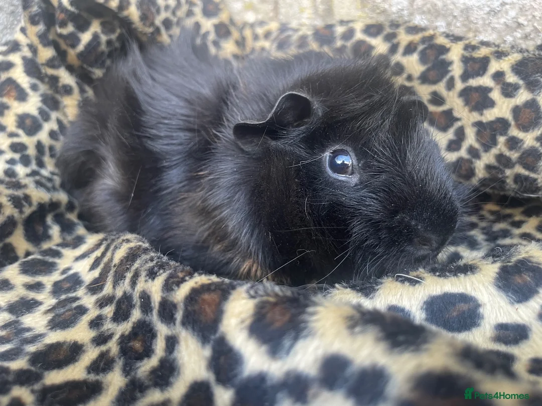 Guinea Pig rodents for sale: Tufty baby boars for sale - Advert 4