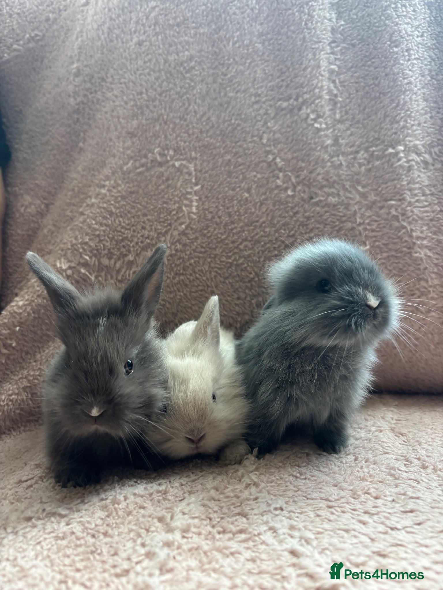 Lionhead rabbits 8 bunnies looking to be reserved - Advert 2