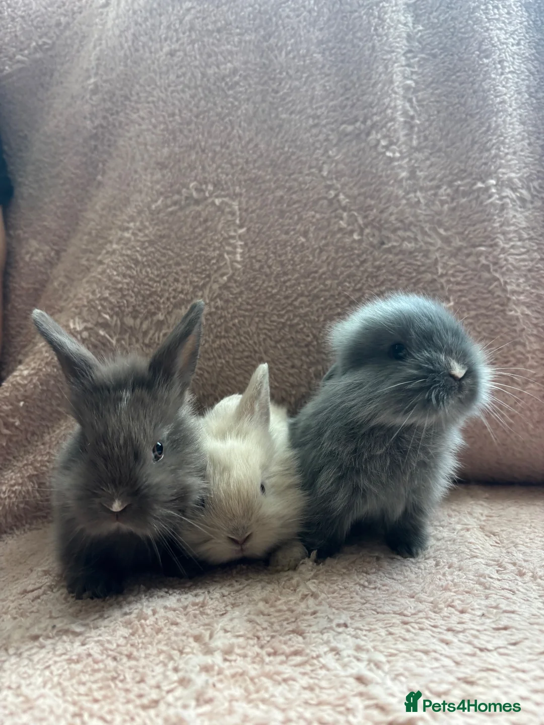Lionhead rabbits for sale: 8 bunnies looking to be reserved - Advert 1