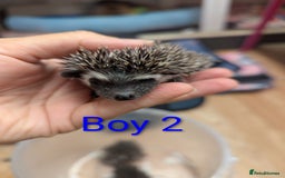 Pygmy Hedgehog rodents for sale: African Pygmy hedgehogs. Ready to reserve! - Advert 6