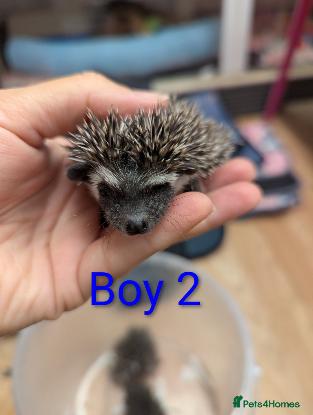 Pygmy Hedgehog rodents for sale: African Pygmy hedgehogs. Ready to reserve! - Advert 6