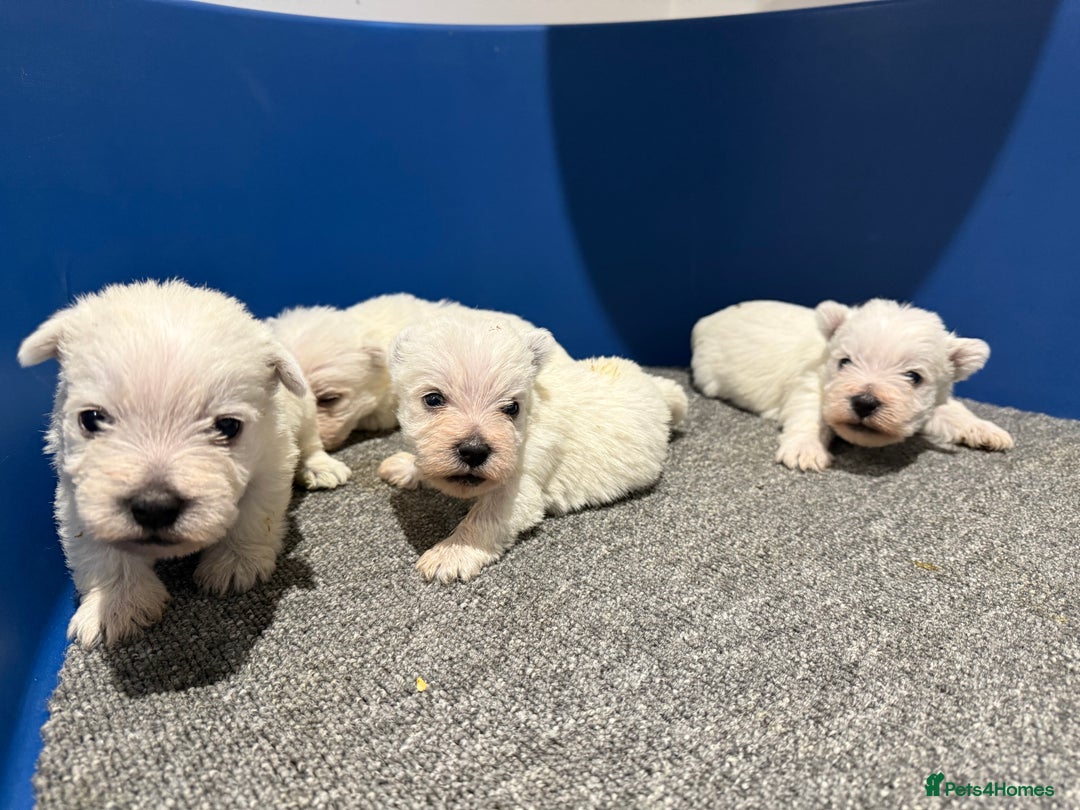 West Highland Terrier dogs for sale: KC REGISTERED Boys - Advert 5