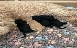 Yorkiepoo dogs for sale: Yorkiepoo puppies for sale - Image 1