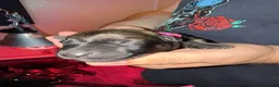 Mixed Breed dogs for sale: 🐾 German Shepherd × Belgian Malinois Puppies 🐾 in Burton-on-Trent - Advert 13