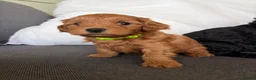Cockapoo dogs for sale: F1b READY NOW. Health tested parents.  - Advert 17