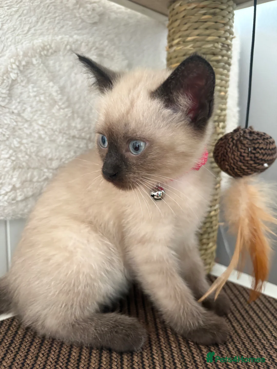 Ragdoll cats for sale: Ragdoll line mix, coming with all necessities - Advert 2