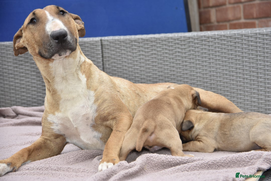 English Bull Terrier dogs for sale: Exceptional english bull terrier puppies  - Image 4