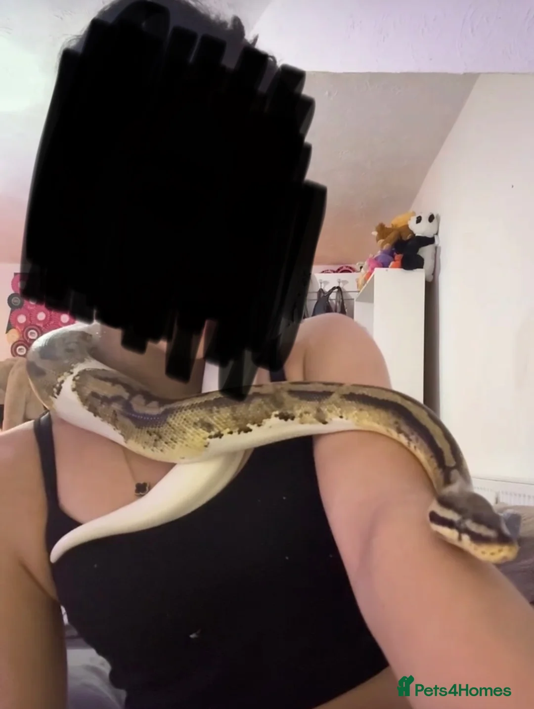 Python Snake reptiles for sale: Ball python with enclosure - Advert 4