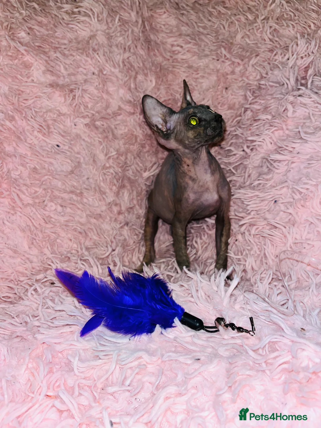 Sphynx cats for sale: Adorable Sphynx Kittens - Advert 18