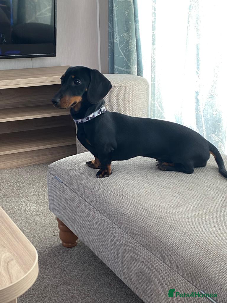 Miniature Dachshund dogs Ready now KC Registered male miniature Dachshunds  - Advert 1