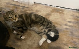 Domestic Shorthair cats for sale: 2 cats (nearly 1 year old)  - Image 5