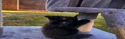 Mixed Breed cats for sale: Adorable Kittens  - Advert 4
