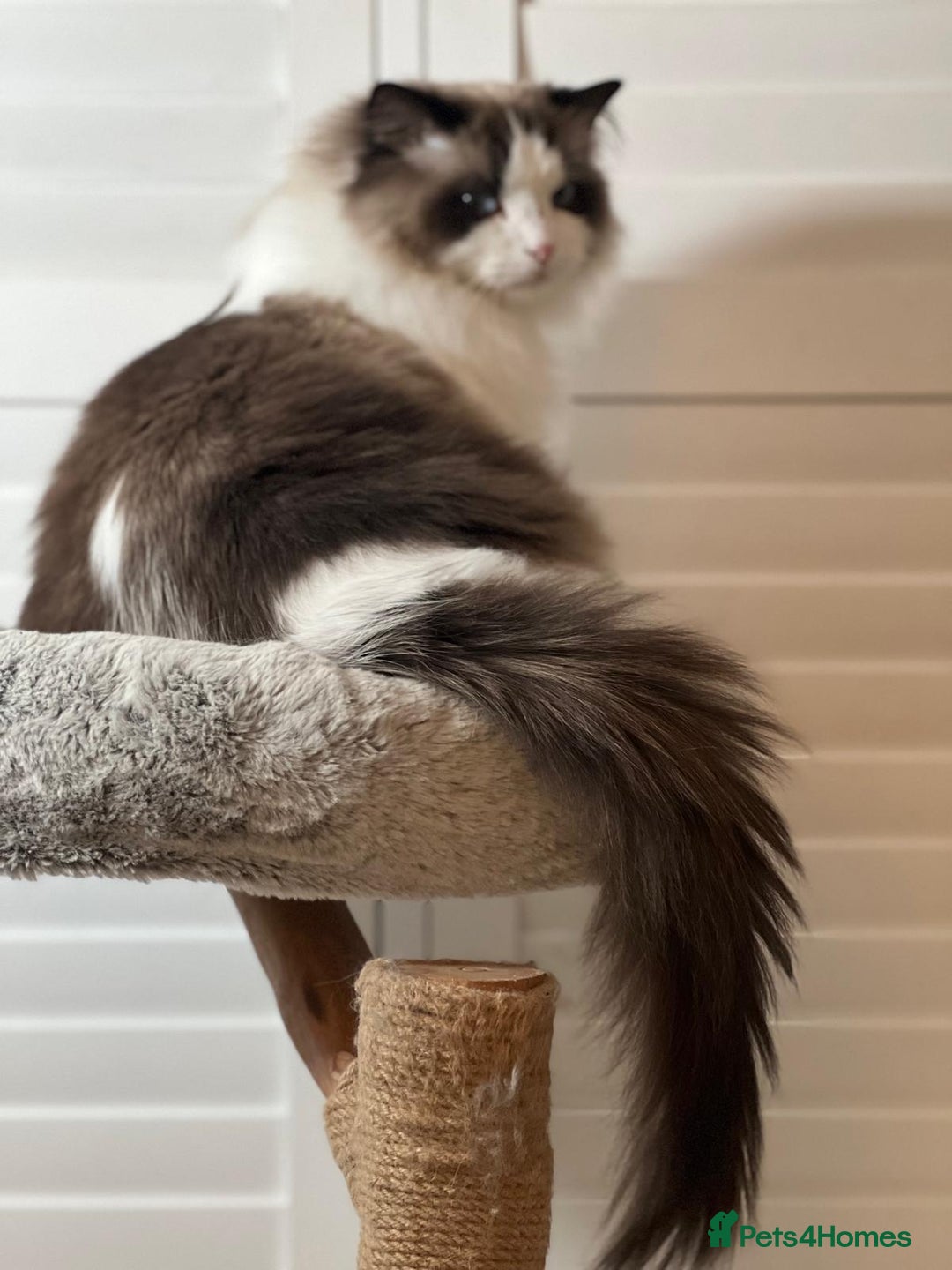 Ragdoll cats for sale: Two Show-Quality Cats Seeking Loving Homes - Image 13
