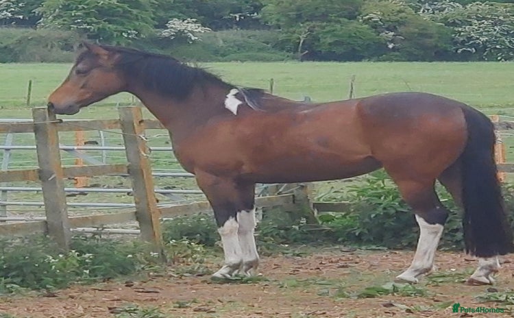 Riding pony horses - Advert 1