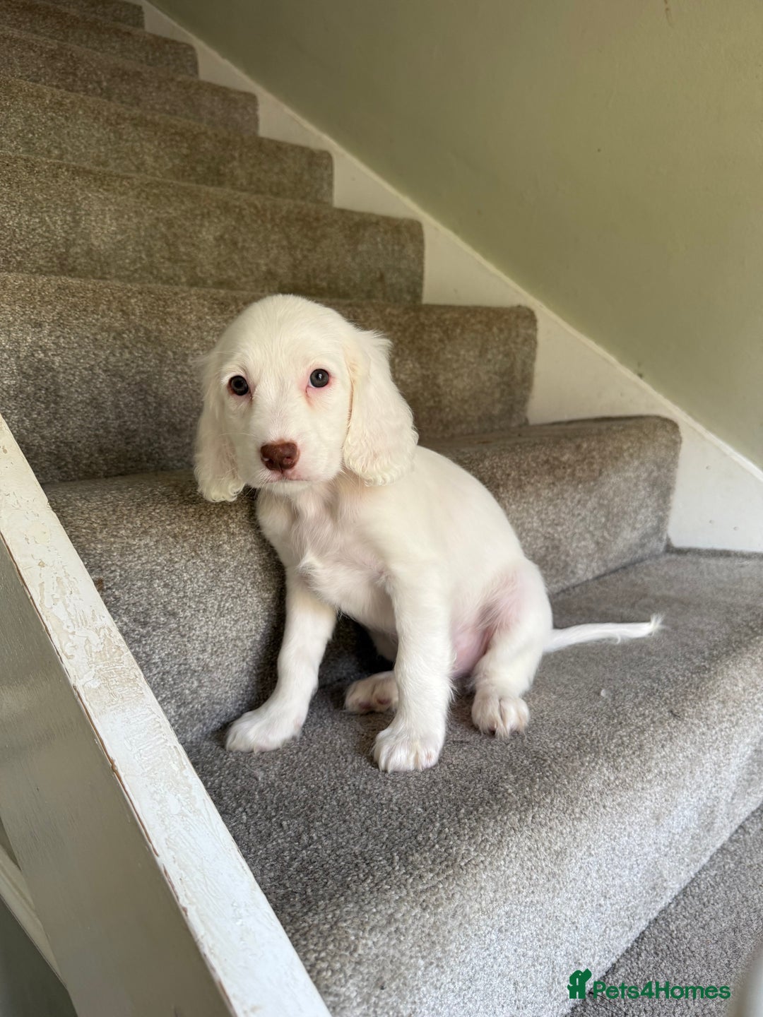 Cockapoo dogs for sale: F2 cockapoo puppies 🐶 ❤️ - Image 6