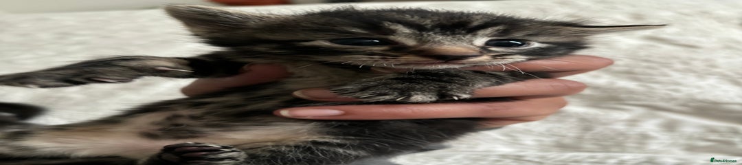 Grey Kitten 3