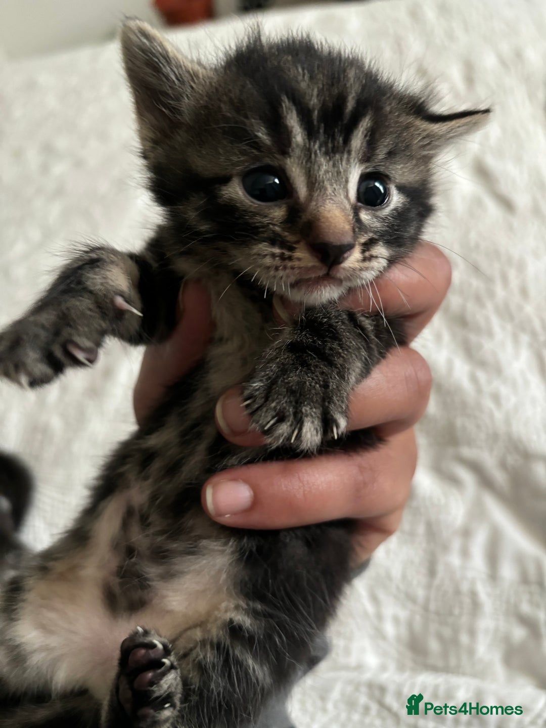 Maine Coon cats for sale: Adorable Kittens  - Image 27