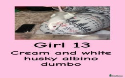 Rat rodents for sale: Beautiful baby rats looking for forever homes! - Advert 13