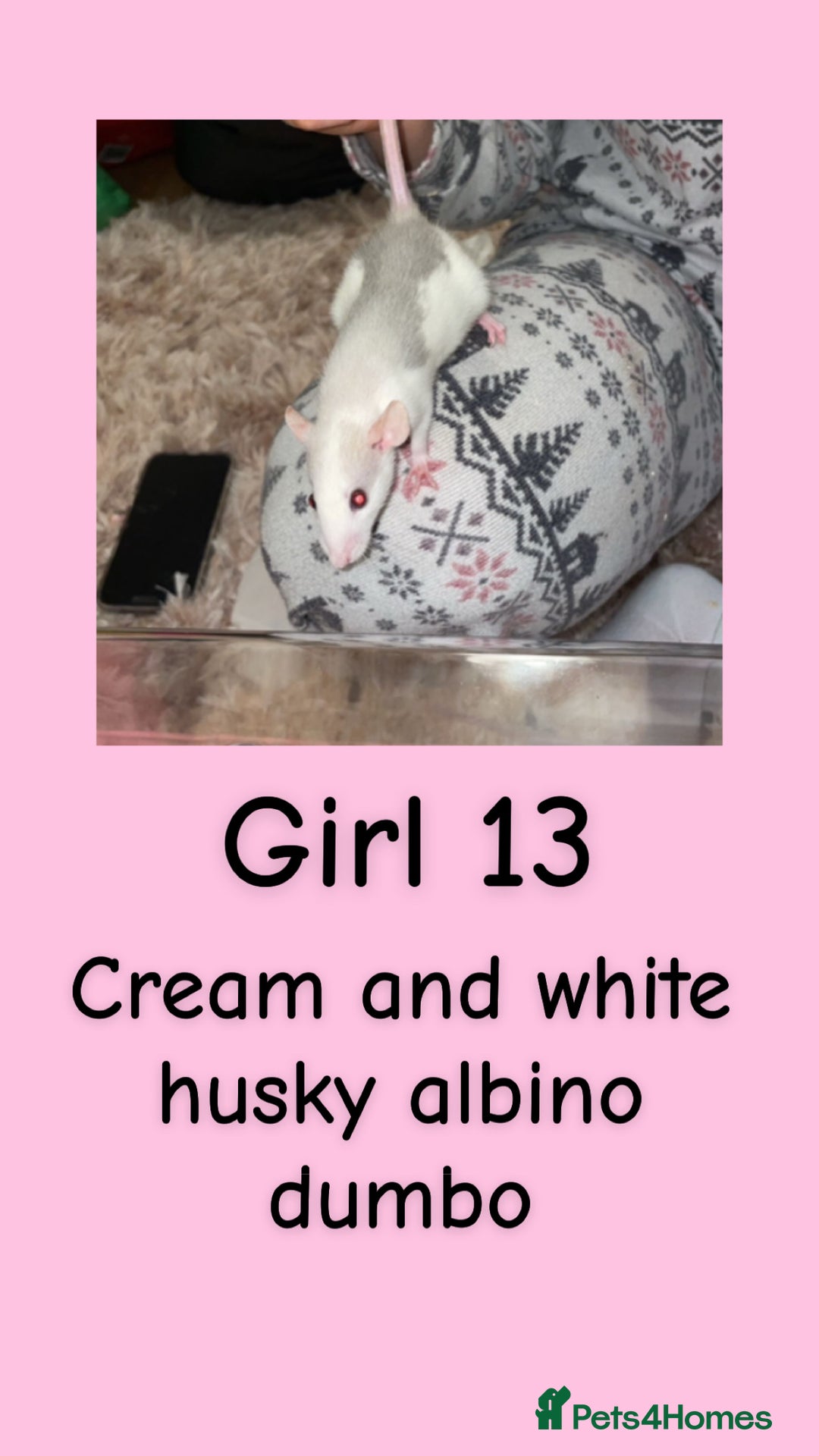 Rat rodents for sale: Beautiful baby rats looking for forever homes! - Advert 13