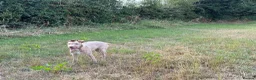 Lurcher dogs for sale: Wheaton x bull greyhound  - Advert 3