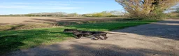 Cane Corso dogs for sale: Male Cane corso  - Advert 4