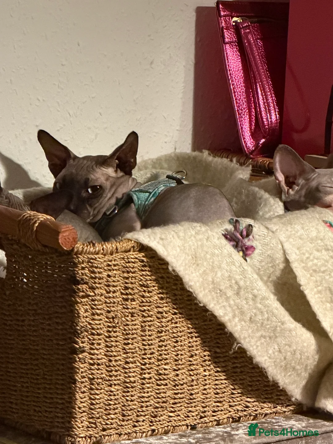 Sphynx cats for stud: OUTSTANDING  CHARCOAL SPHINX STUD 🖤250 - Advert 4